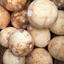 Harga Kelapa Naik